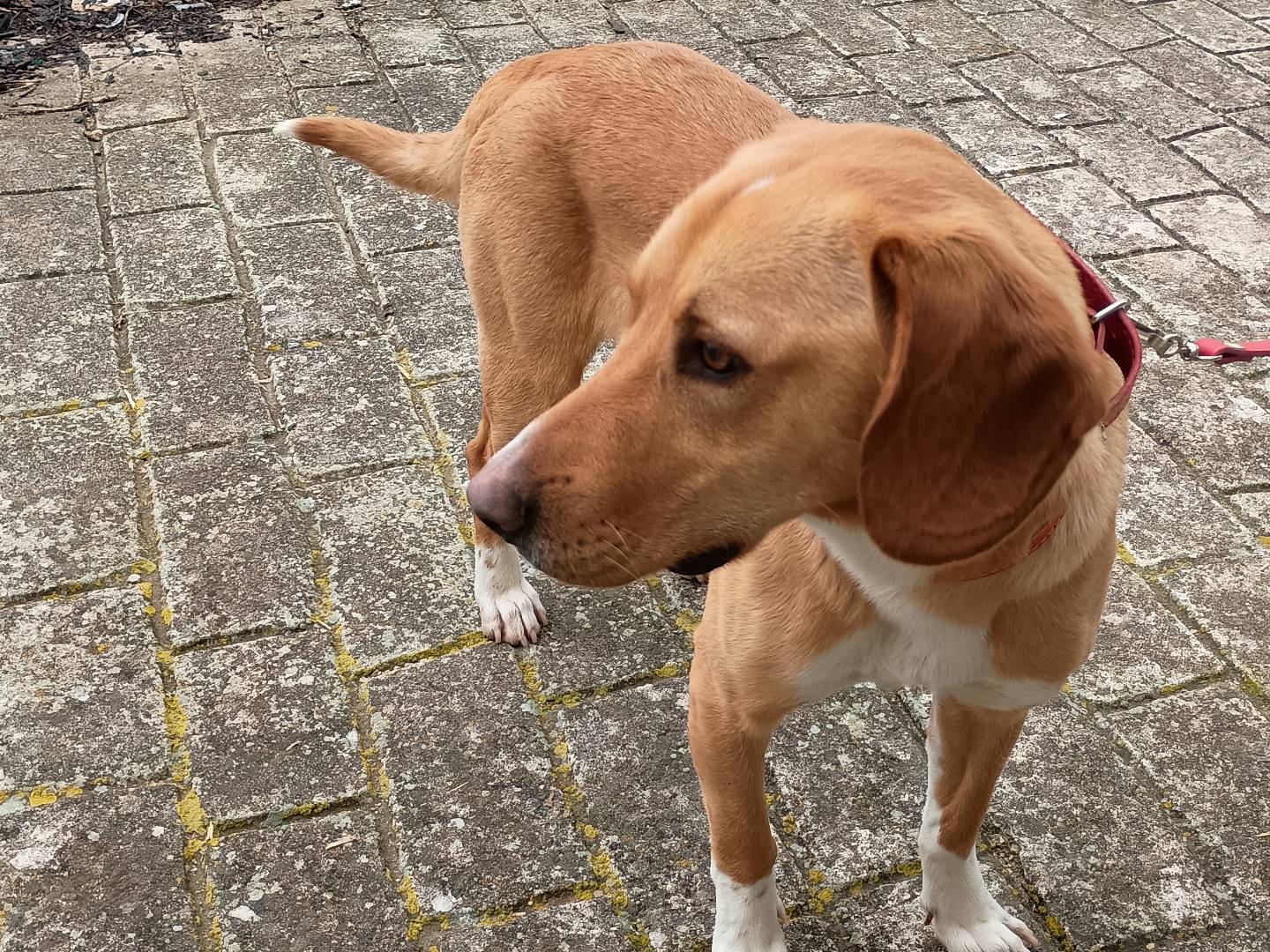 Adotta un cane, maschio, 1 anno e 7 mesi, Palermo