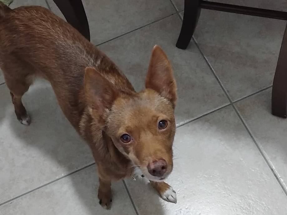 Adozione cane, femmina, Pinscher Razza sconosciuta, 3 anni e 10 mesi, taglia piccola, Palermo