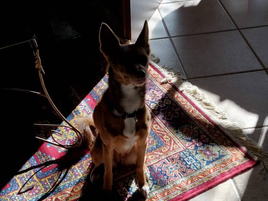 Adotta un cane, femmina, 3 anni e 10 mesi, Palermo