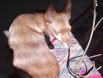 Adotta un cane, taglia piccola, femmina, Palermo