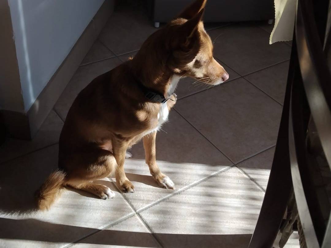 Vuoi adottare un cane a Palermo?