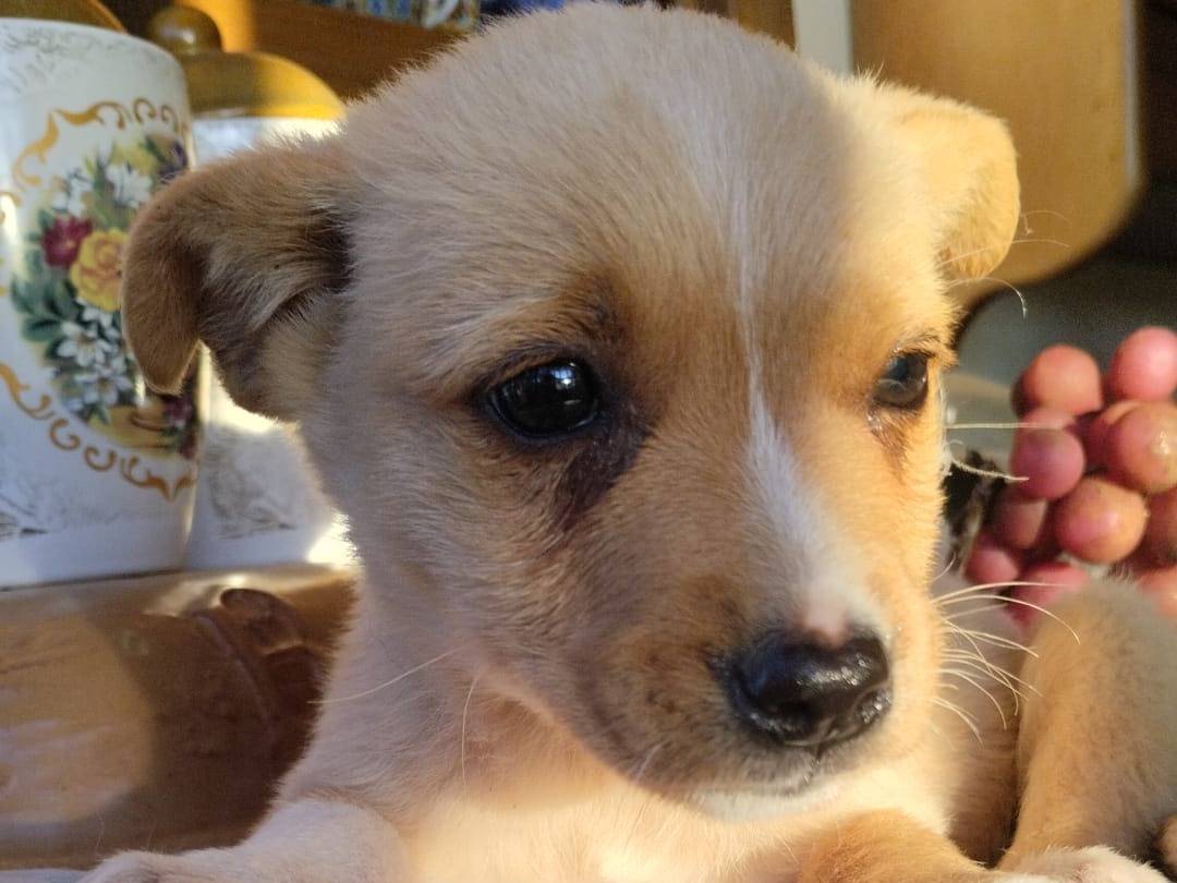 Adotta un cane, taglia piccola, femmina, Vibo