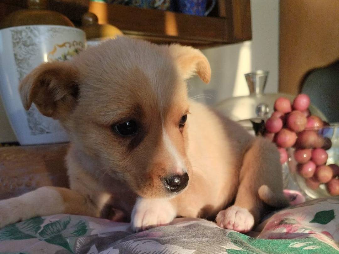 Adotta un cane, femmina, 2 mesi, Vibo