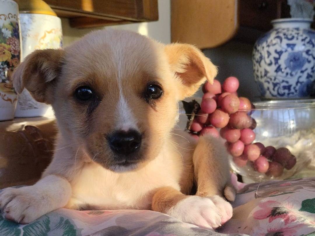 Adozione cane, femmina, Razza sconosciuta Razza sconosciuta, 2 mesi, taglia piccola, Vibo