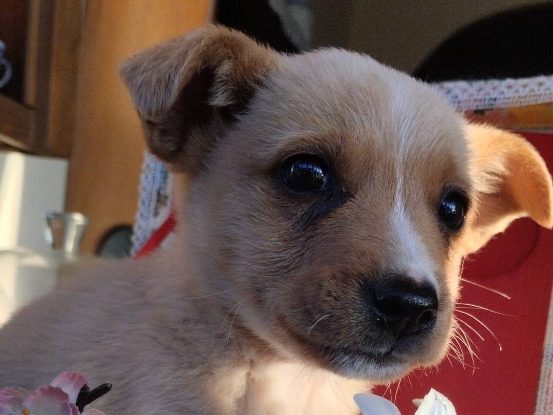 Vuoi adottare un cane a Vibo?