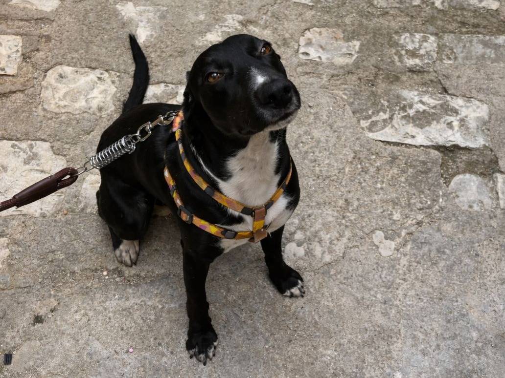 Adozione cane, maschio, Segugio Razza sconosciuta, 1 anno e 9 mesi, taglia media contenuta, Palermo