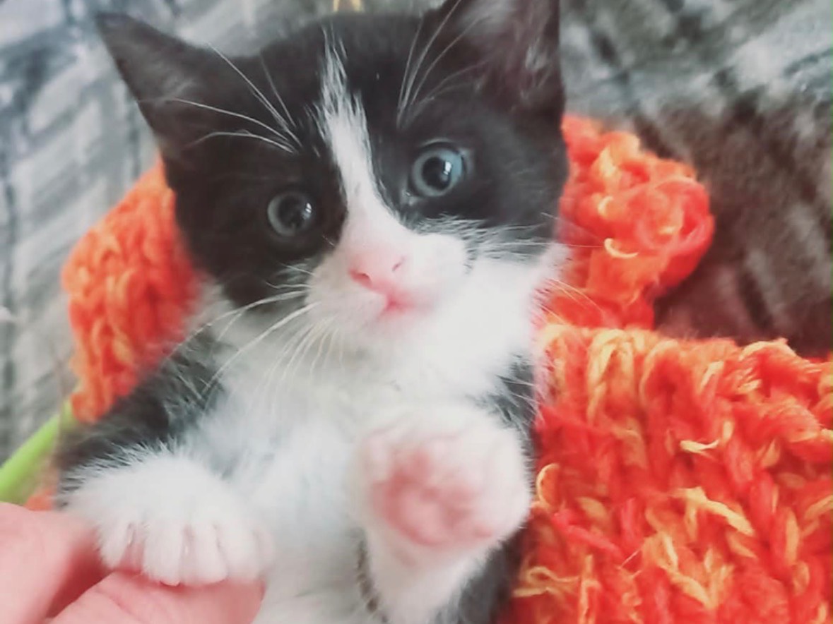 Adozione gatto, femmina, Razza sconosciuta Razza sconosciuta, 1 mesi, taglia non valida, Napoli