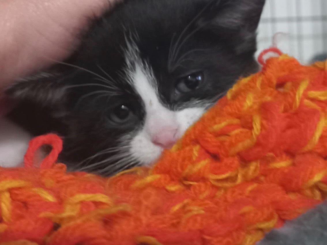 Adotta un gatto, femmina, 1 mesi, Napoli