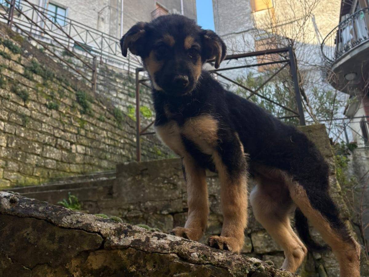 Adozione cane, femmina, Razza sconosciuta Razza sconosciuta, 4 mesi, taglia media contenuta, Palermo