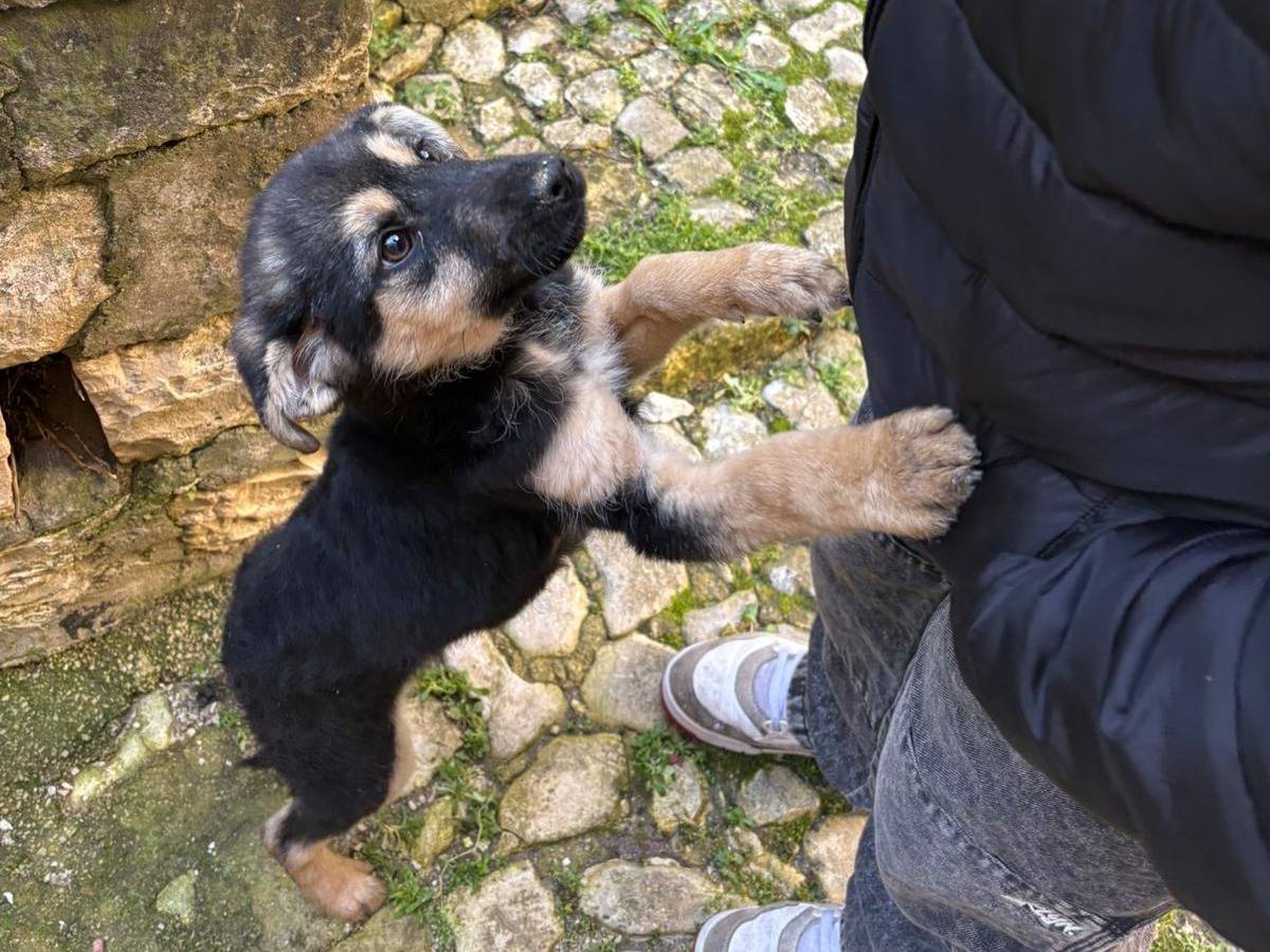 Adotta un cane, femmina, 4 mesi, Palermo