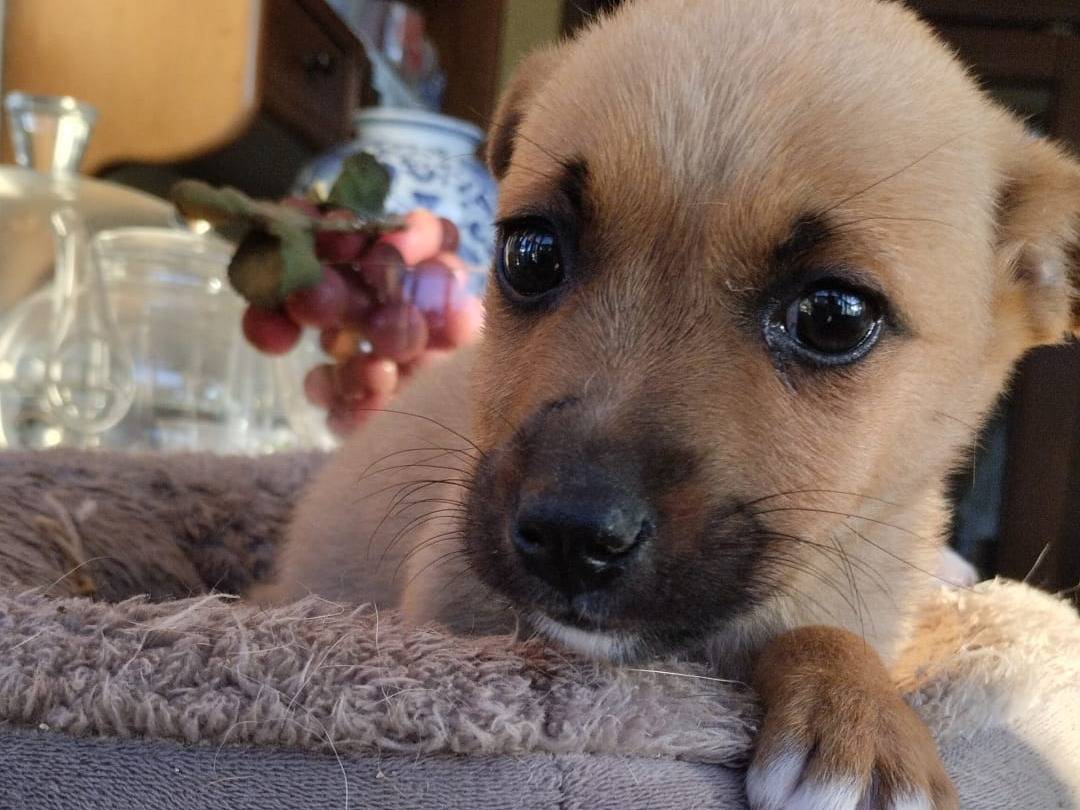 Vuoi adottare un cane a Vibo?