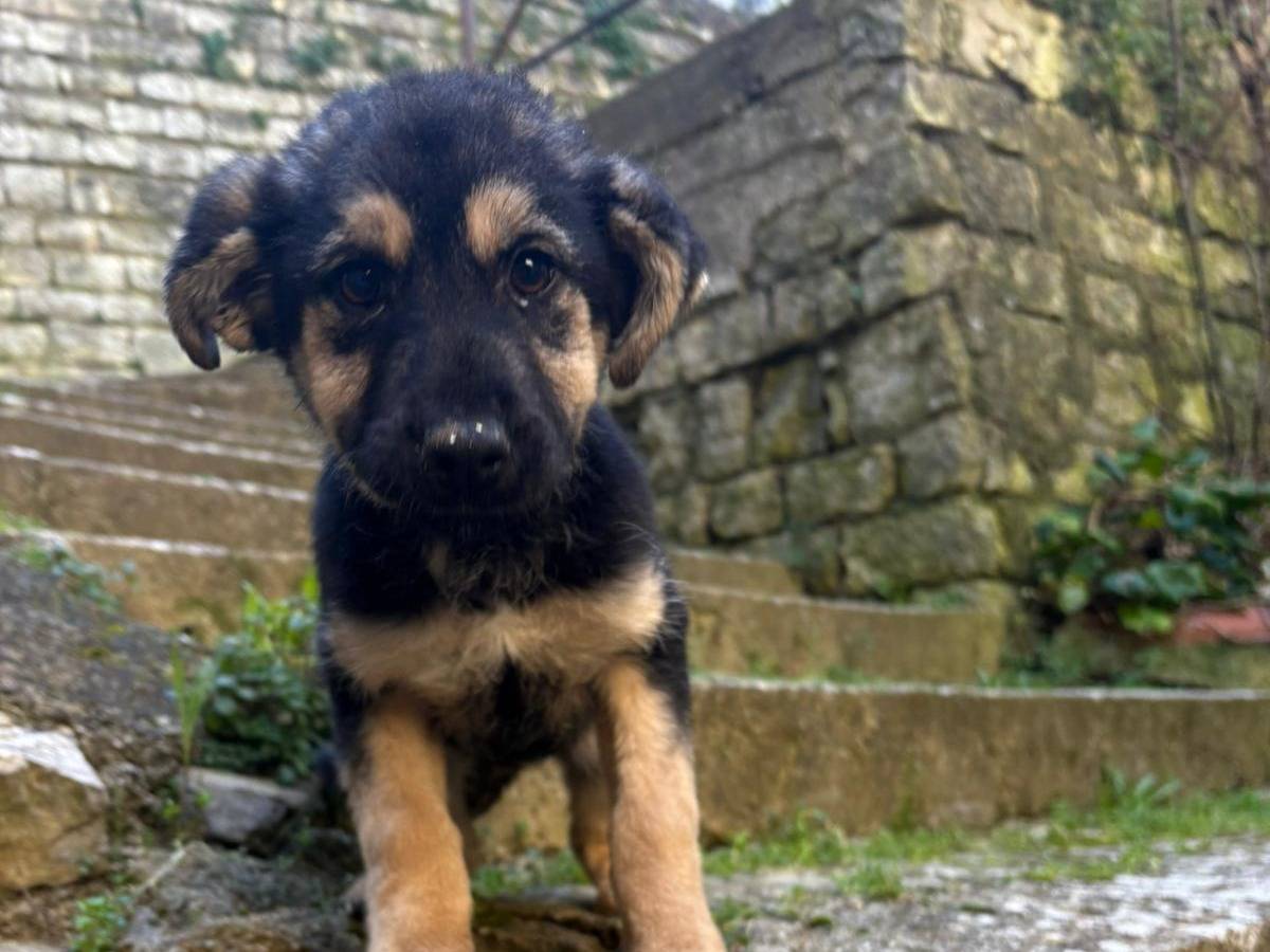 Vuoi adottare un cane a Palermo?