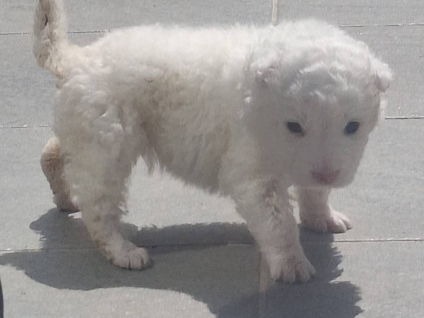 Adozione cane, femmina, Pastore maremmano Razza sconosciuta, 1 mesi, taglia gigante, Palermo