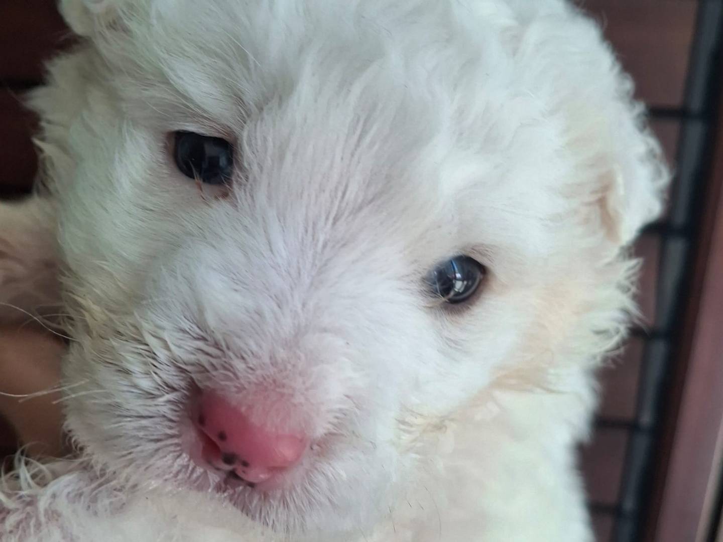 Adotta un cane, femmina, 1 mesi, Palermo