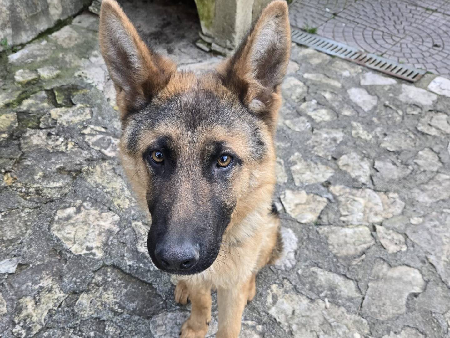 Adozione cane, maschio, Pastore tedesco Razza sconosciuta, 8 mesi, taglia media, Frosinone