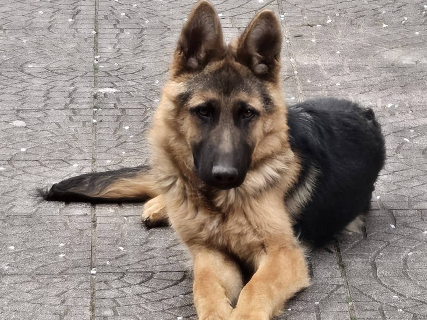 Adotta un cane, maschio, 8 mesi, Frosinone