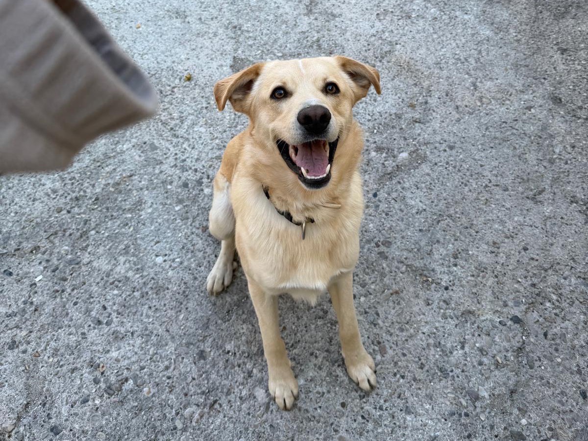 Adozione cane, maschio, Razza sconosciuta Razza sconosciuta, 1 anno e 7 mesi, taglia media, Verona