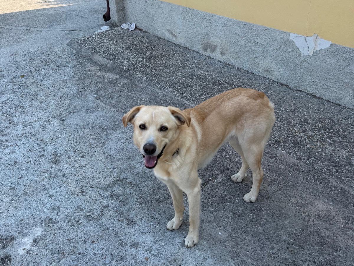 Adotta un cane, maschio, 1 anno e 7 mesi, Verona