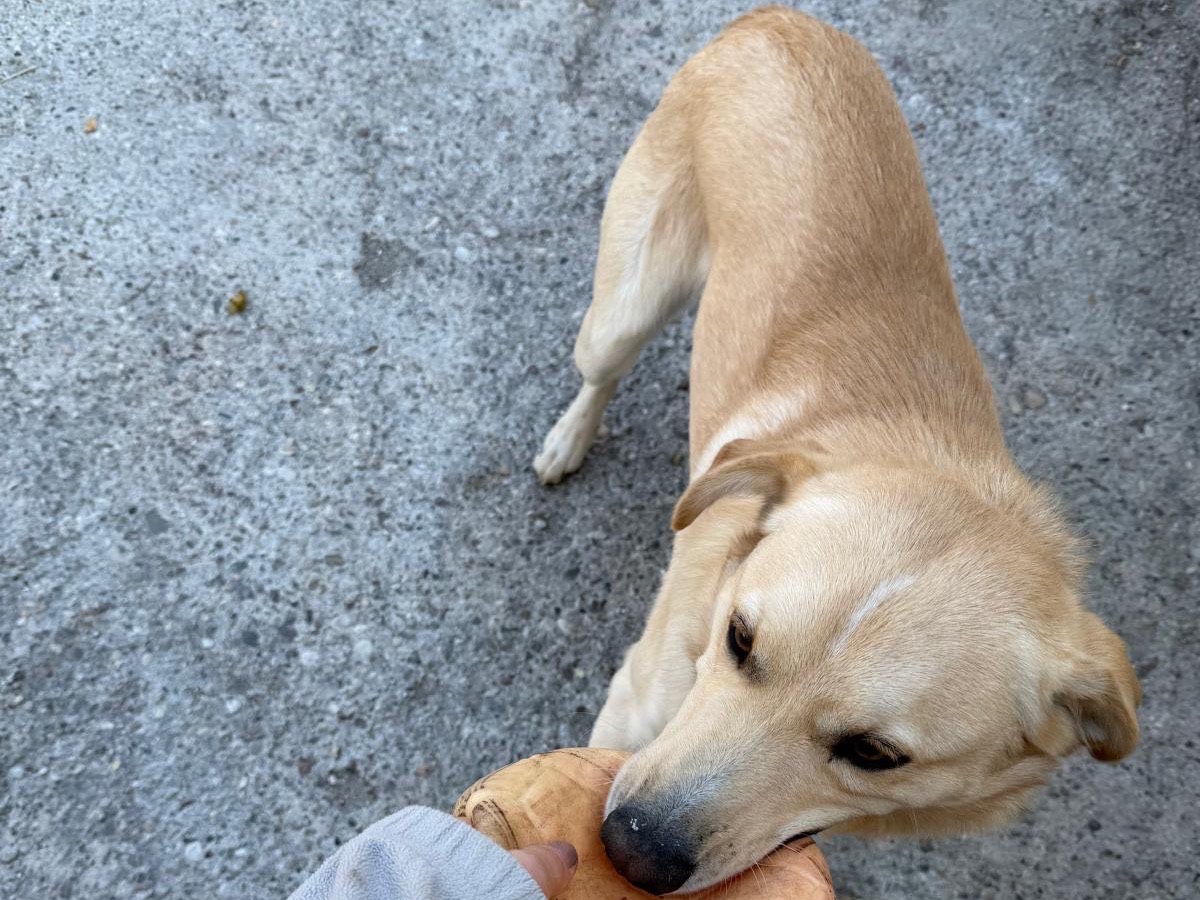 Vuoi adottare un cane a Verona?