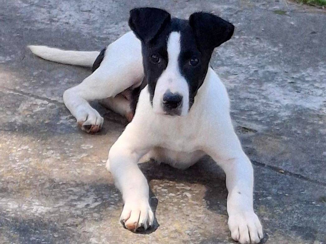 Adozione cane, maschio, Razza sconosciuta Razza sconosciuta, 4 mesi, taglia media, Crotone