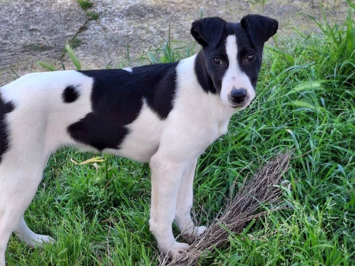 Adotta un cane, taglia media, maschio, Crotone