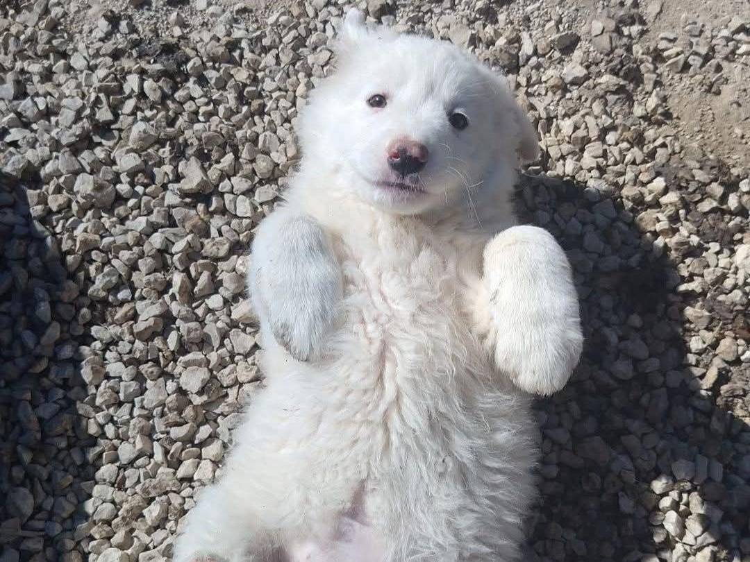 Adozione cane, femmina, Pastore maremmano Razza sconosciuta, 2 mesi, taglia grande, Palermo