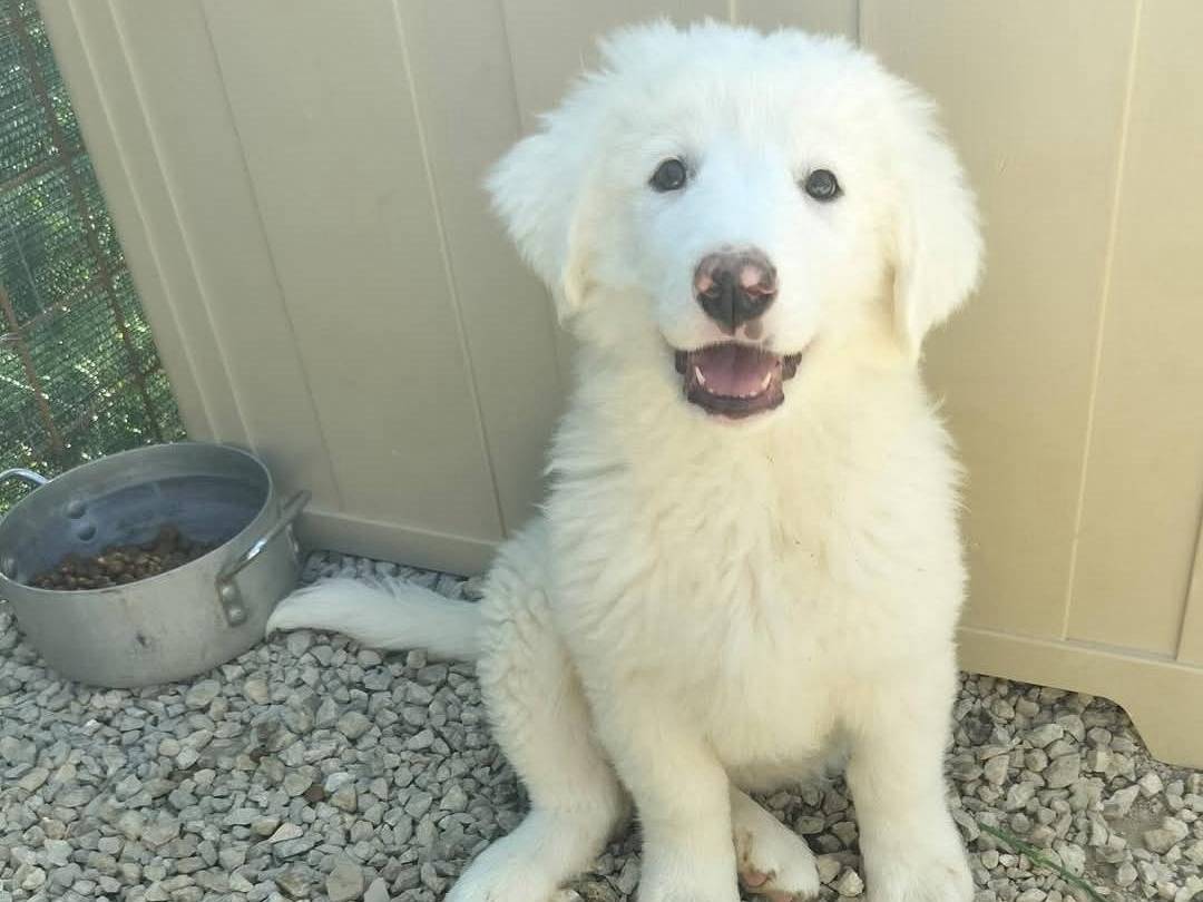 Adotta un cane, taglia grande, femmina, Palermo