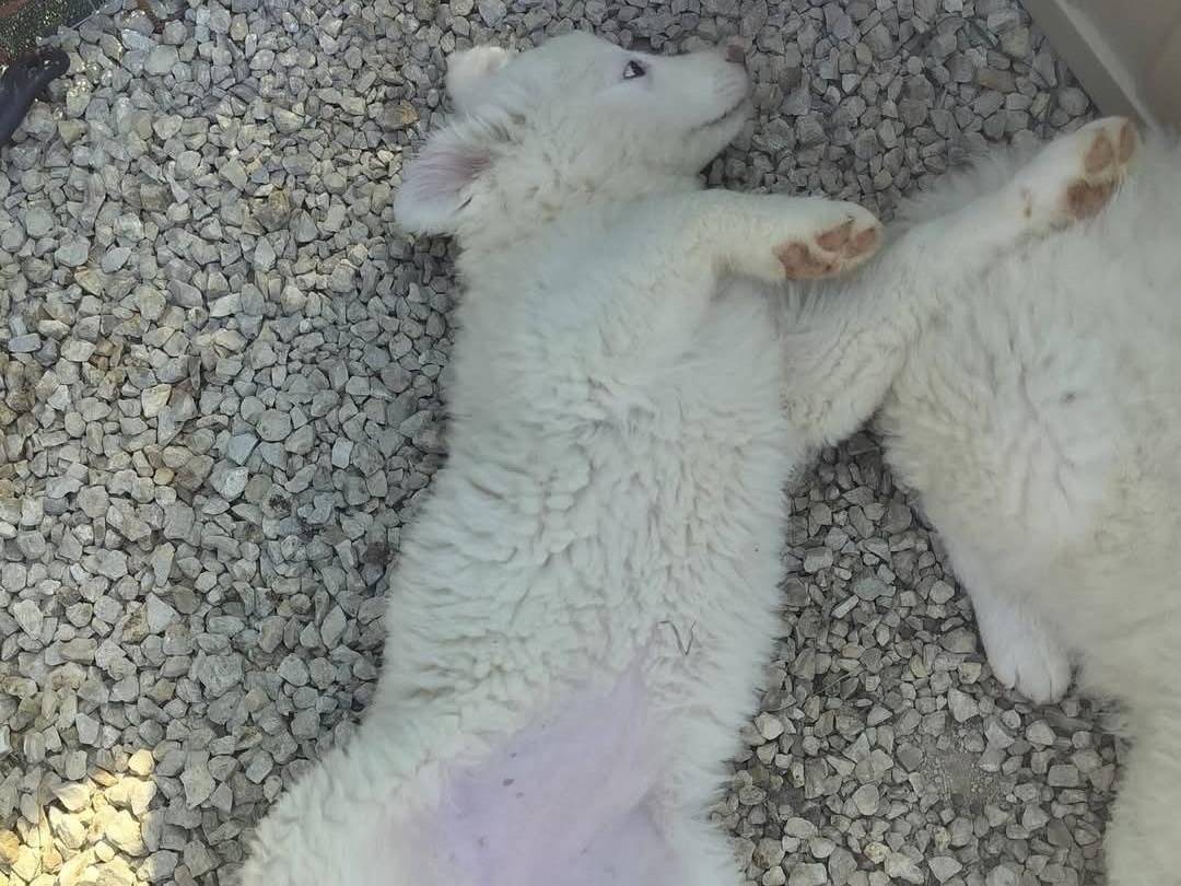 Vuoi adottare un cane a Palermo?