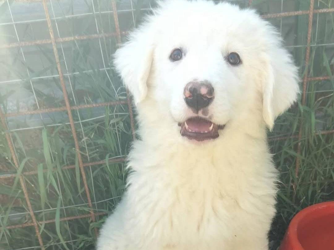 Adotta un cane, femmina, 2 mesi, Palermo