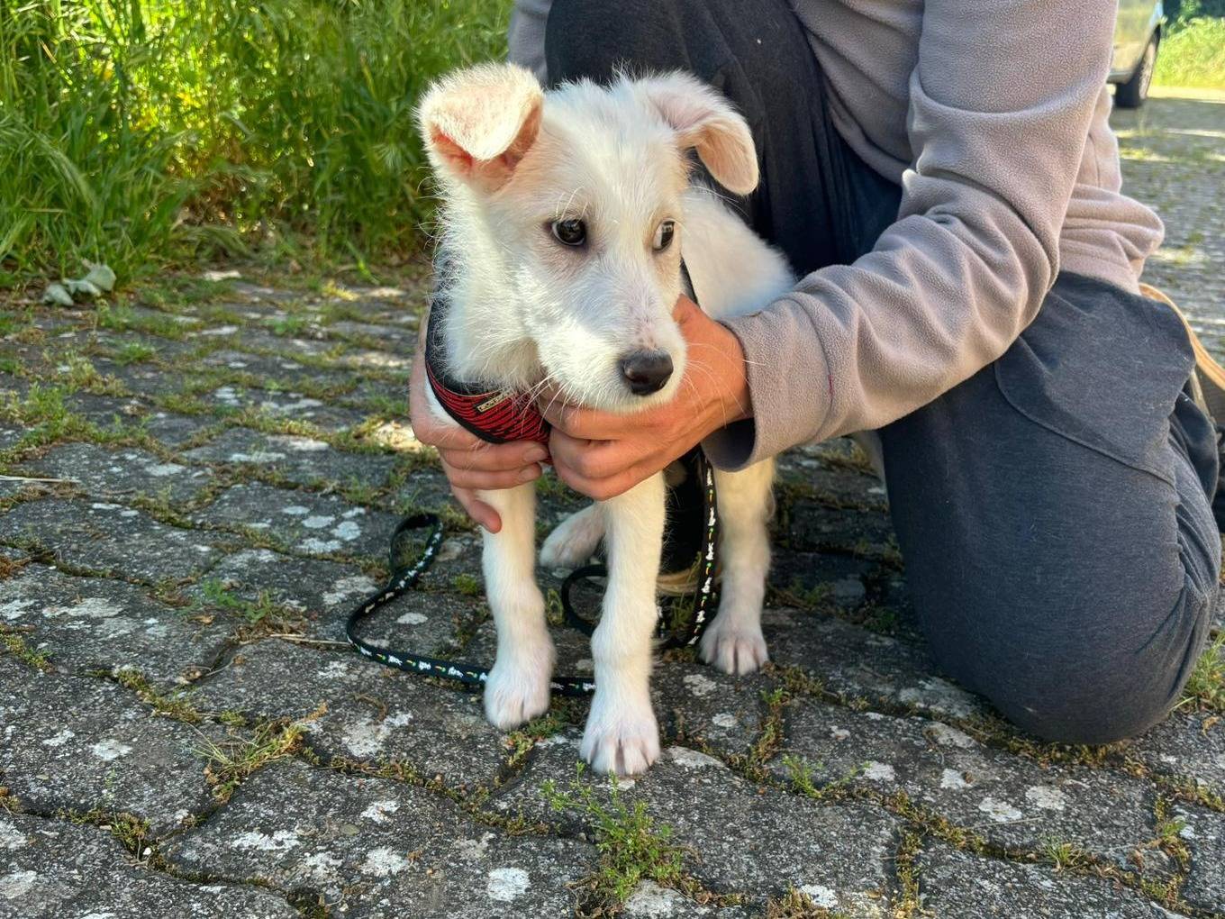 Adotta un cane, maschio, 2 mesi, Bari