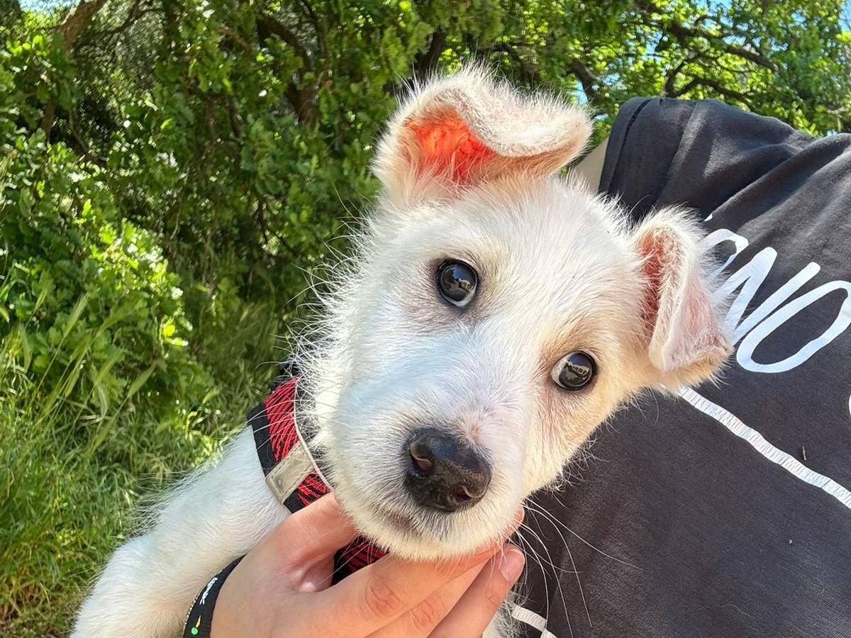 Adozione cane, maschio, Razza sconosciuta Razza sconosciuta, 2 mesi, taglia media contenuta, Bari