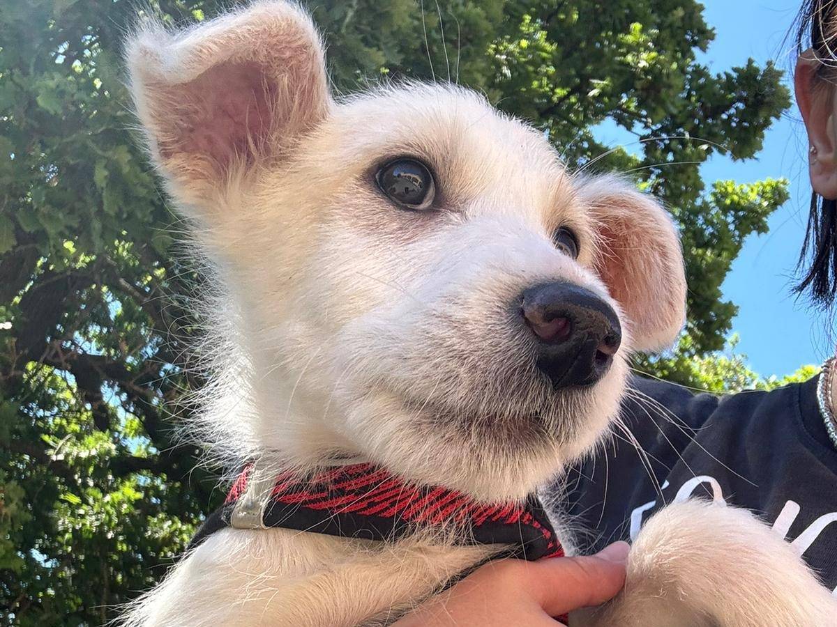 Adotta un cane, taglia media contenuta, maschio, Bari