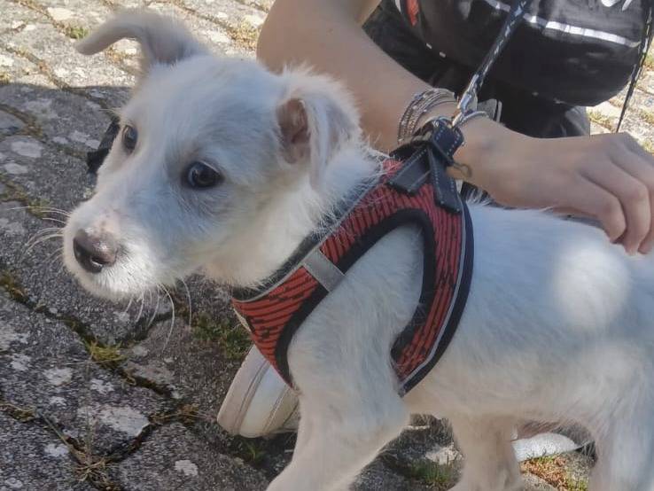Vuoi adottare un cane a Bari?