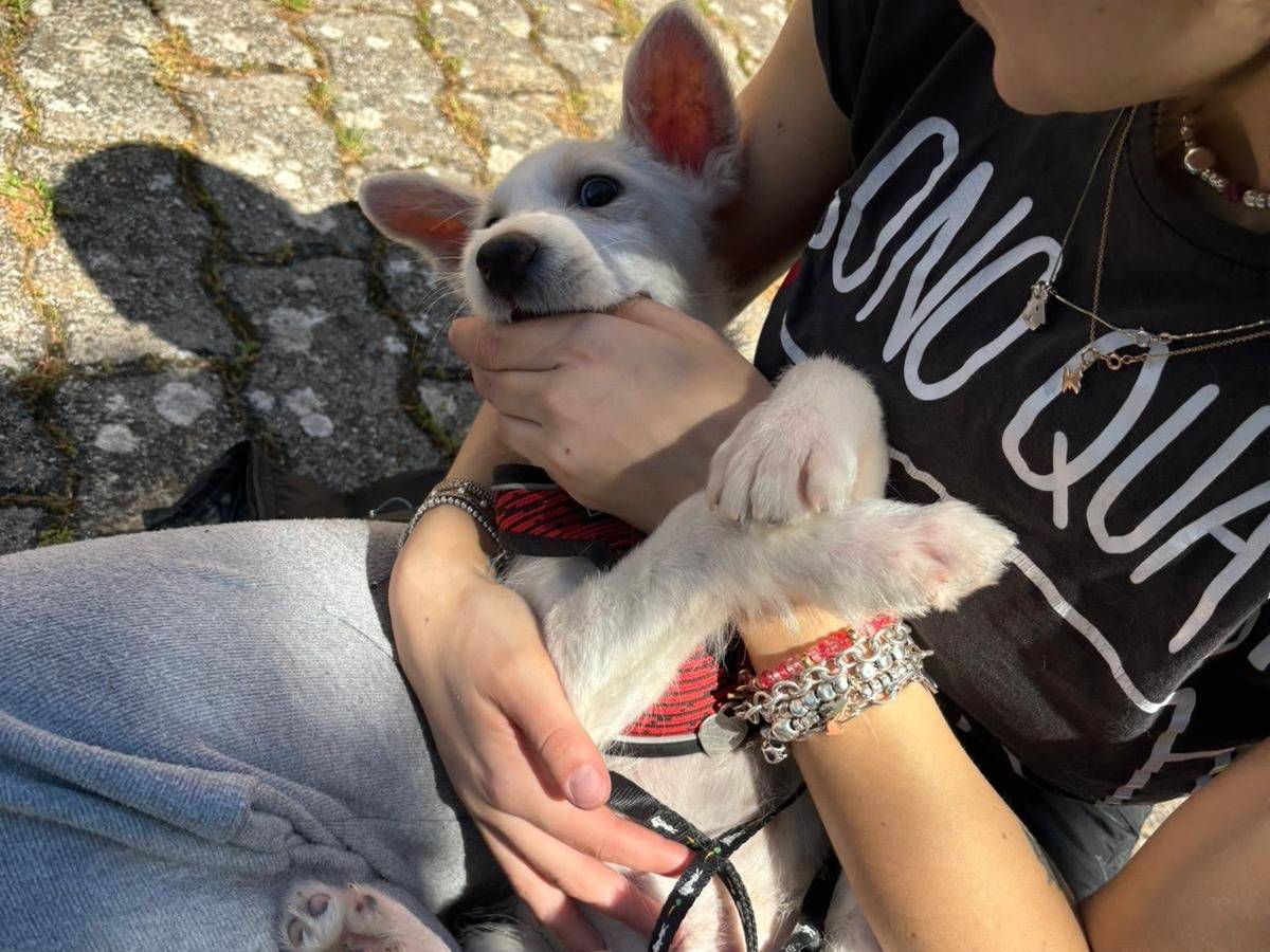 Adotta il cane Pepito  a Bari