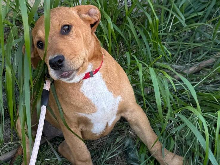 Adozione cane, femmina, Pitbull Razza sconosciuta, 4 mesi, taglia media, Caserta