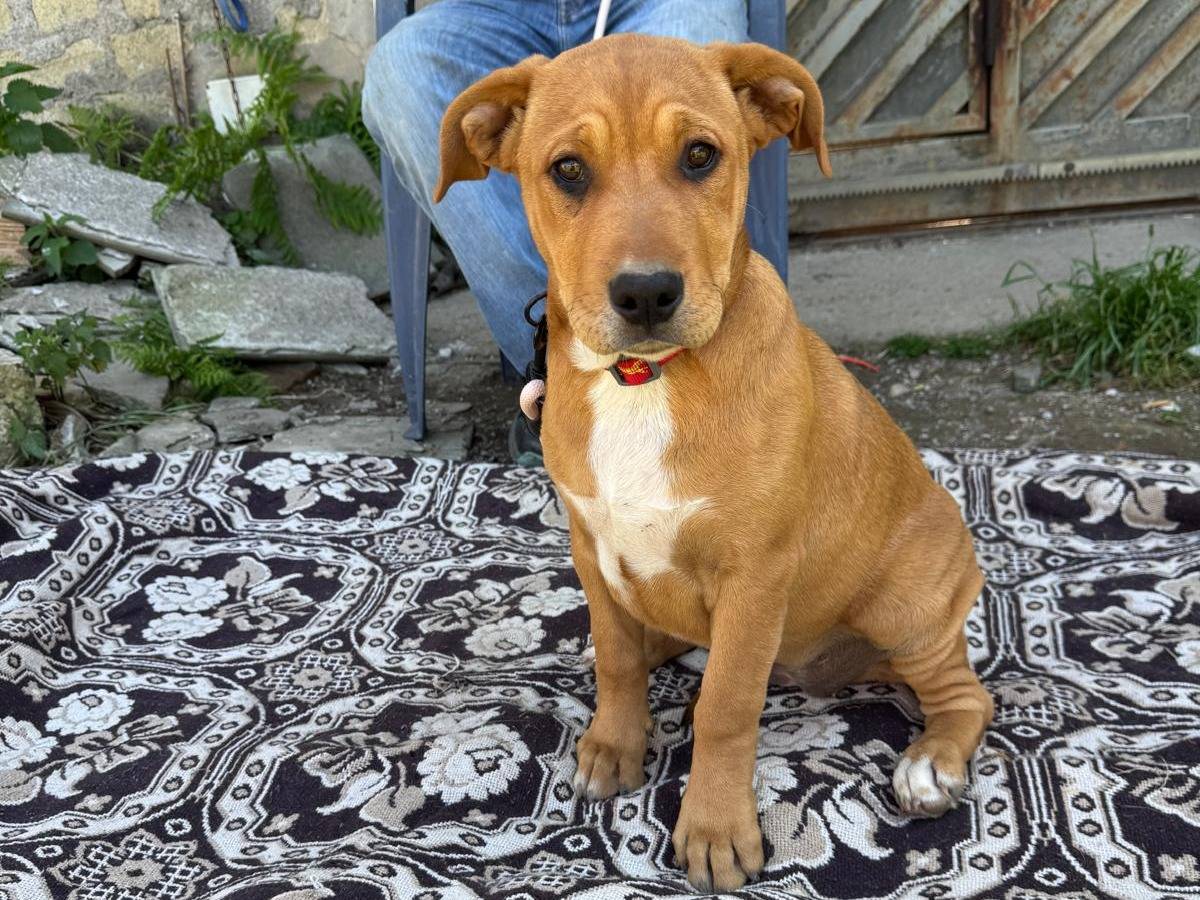 Adotta un cane, femmina, 4 mesi, Caserta