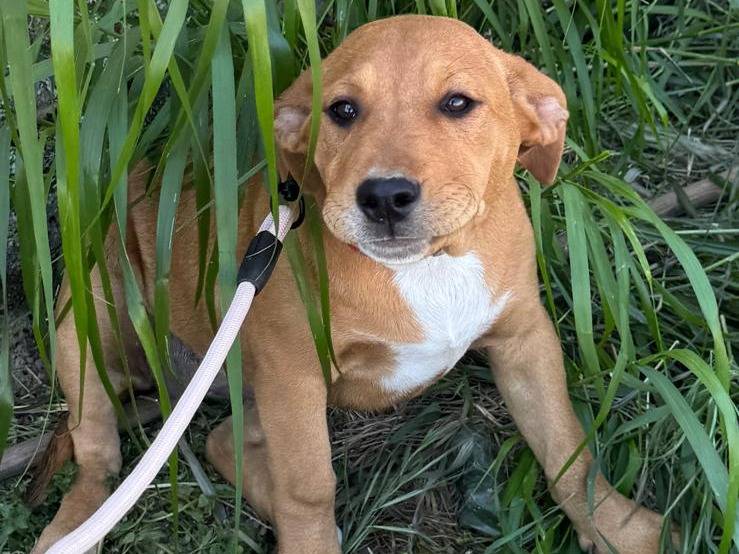 Adotta un cane, taglia media, femmina, Caserta