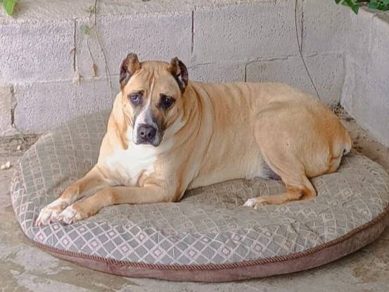 Adozione cane, femmina, Razza sconosciuta Razza sconosciuta, 8 anni e 2 mesi, taglia grande, Bologna