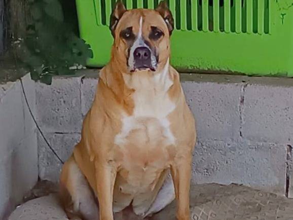 Adotta un cane, femmina, 8 anni e 2 mesi, Bologna