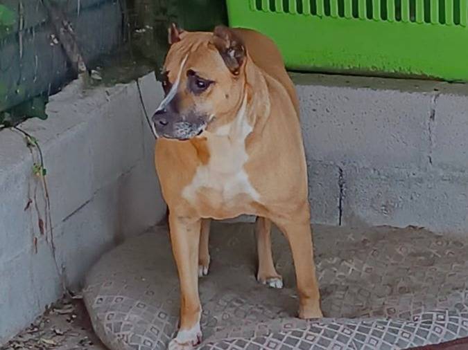 Adotta un cane, taglia grande, femmina, Bologna