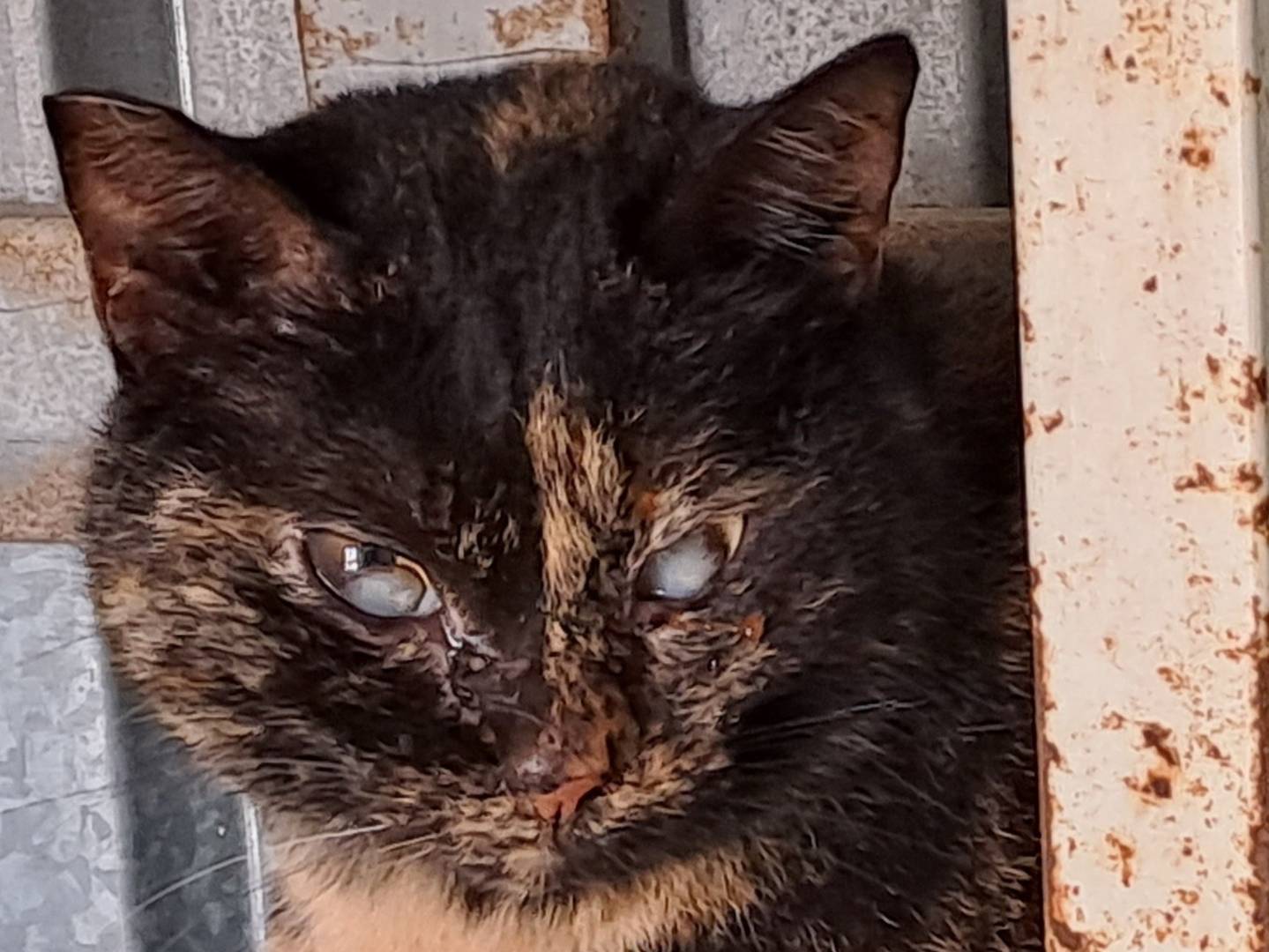 Adozione gatto, femmina, Razza sconosciuta Razza sconosciuta, 3 anni e 11 mesi, taglia non valida, Barletta