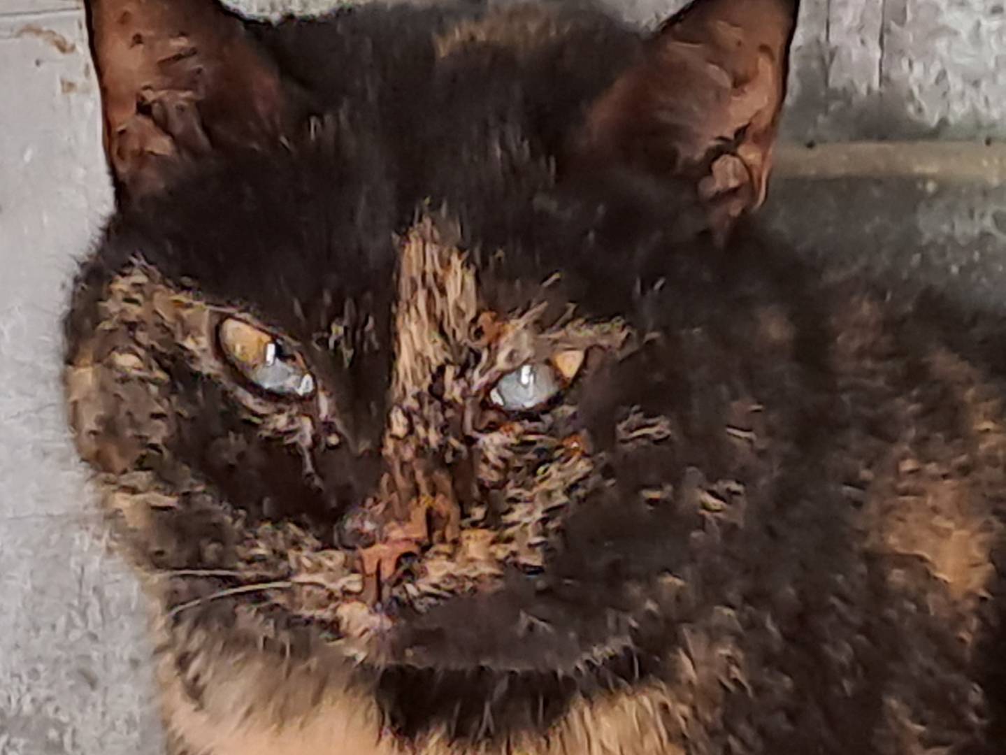 Vuoi adottare un gatto a Barletta?