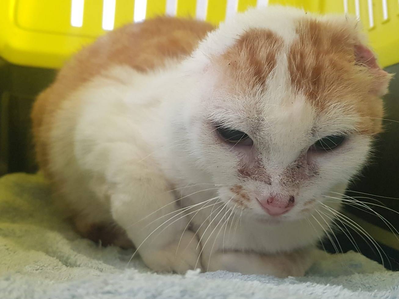 Vuoi adottare un gatto a Barletta?