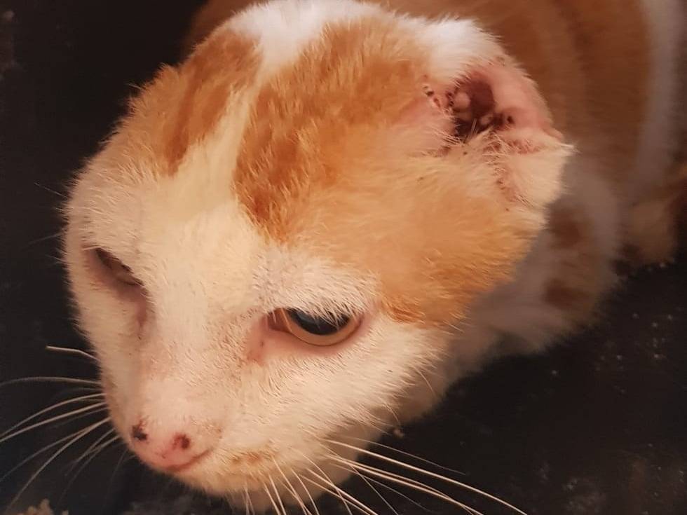 Adotta il gatto Angelina a Barletta