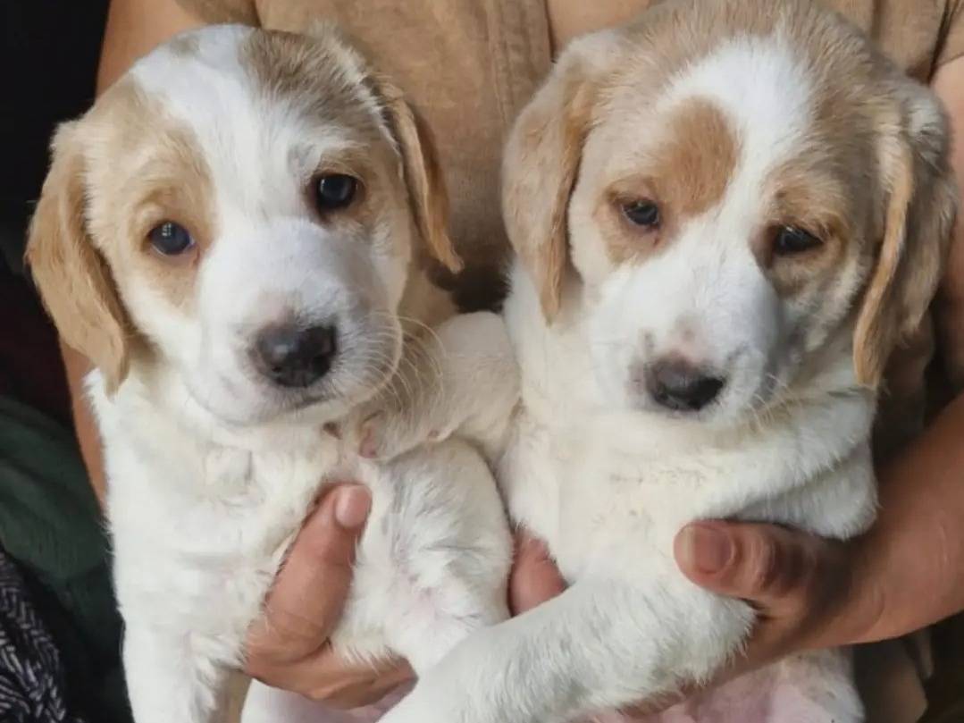 Adozione cane, maschio, Razza sconosciuta Razza sconosciuta, 2 mesi, taglia media contenuta, Latina