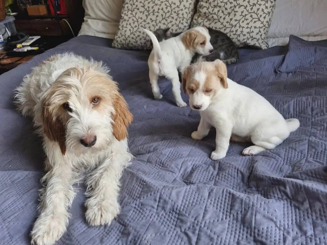 Adotta un cane, maschio, 2 mesi, Latina