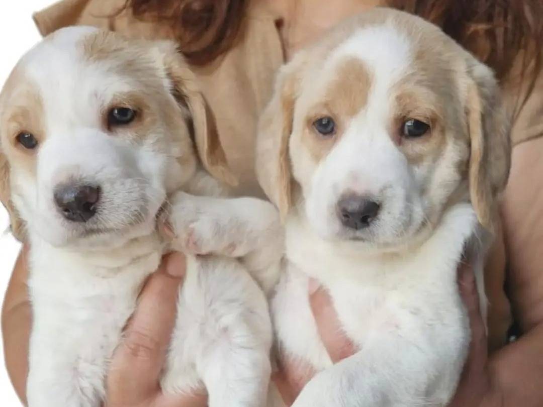 Adotta un cane, taglia media contenuta, maschio, Latina