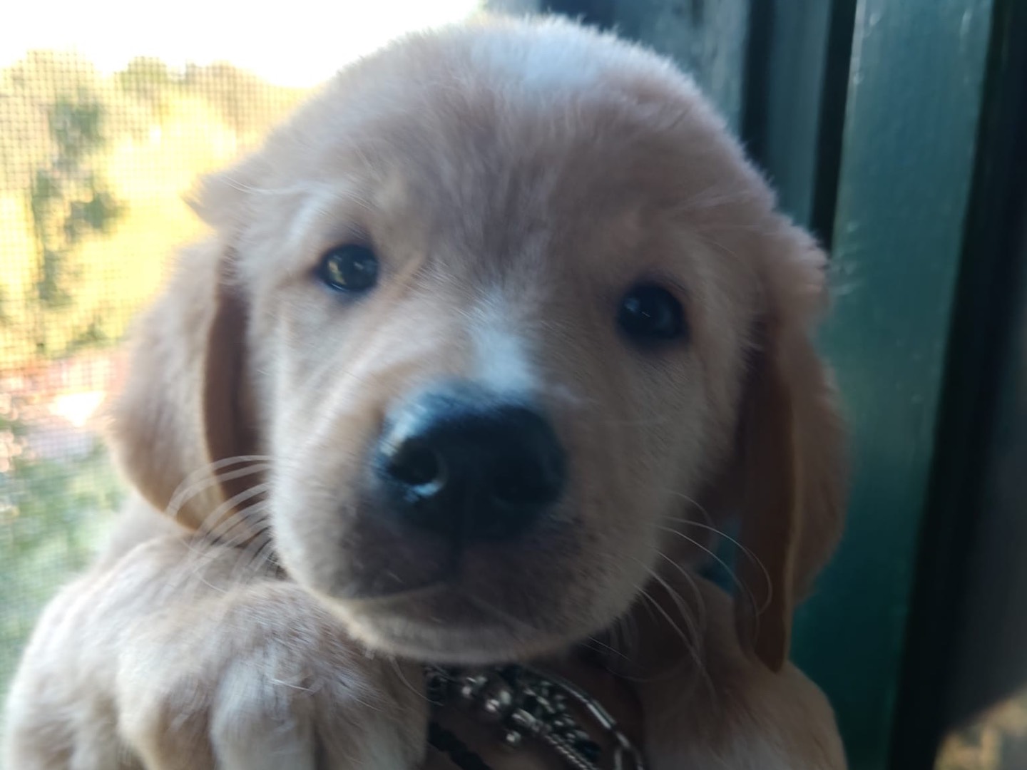 Adozione cane, maschio, Razza sconosciuta Razza sconosciuta, 2 mesi, taglia media, Crotone