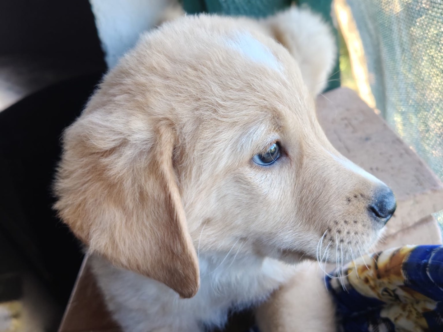 Adotta un cane, maschio, 2 mesi, Crotone