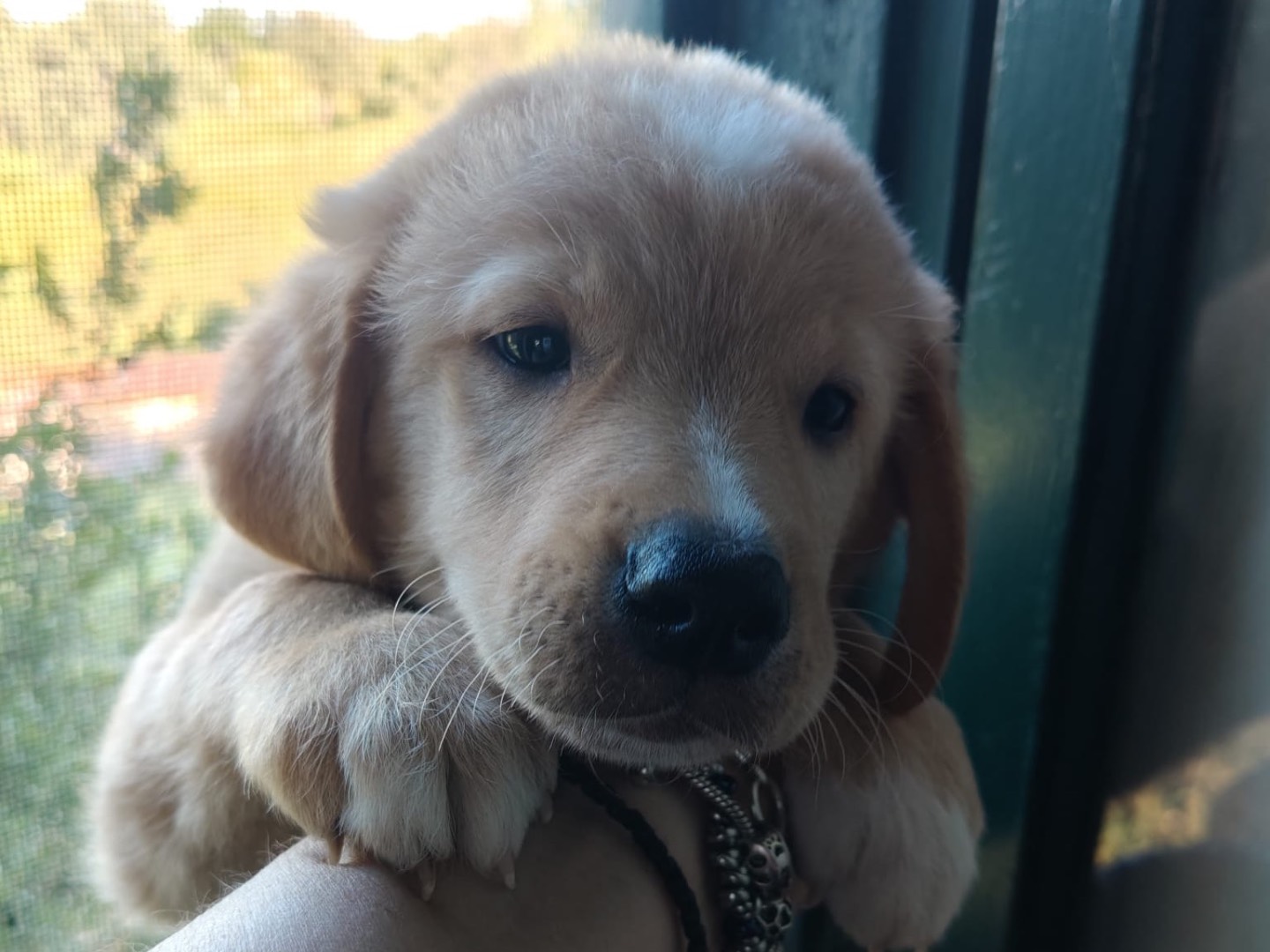Adotta un cane, taglia media, maschio, Crotone